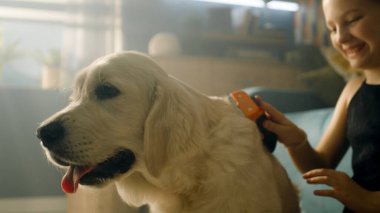 Genç kız köpeğini tarıyor, yumuşak halıda oturuyor, saç stili yapıyor, yavru köpeği okşuyor ve onu öpmeye çalışıyor, evde boş zaman geçiriyor. Golden retriever.