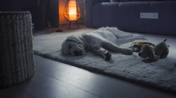 犬の穏やかなカーペットの上で夜に寝て 夢を見て リラックスして冷静な 次の日のための強さを収集し 快適感 ゴールデン リトリバー — ストック写真