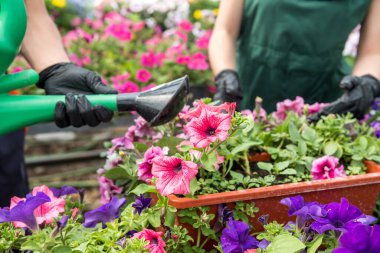 Eldivenli adamlar seradaki çiçeklere bakar ve kontrol ederler.