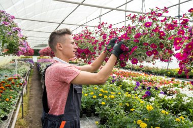 Çiçek açan erkek çiçekçi ve seradaki diğer bitkilerle çalışıyor. Botanik