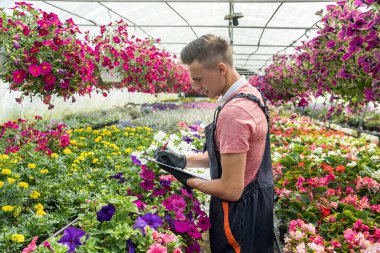 Çiçeklerle dolu güneşli bir portakalda çalışan adam endüstriyel seradaki bitkilerin durumunu kontrol ediyor.
