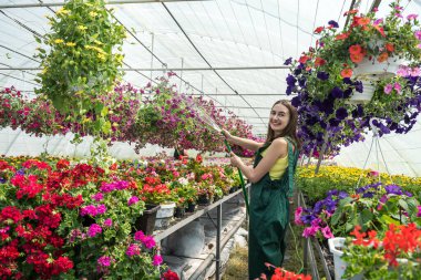 Çiçek serasında önlüklü, çiçeklerini sulayan güzel bir kadın bahçıvan. Bitkilerle ilgilenme kavramı
