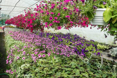 Üretim ve tarım modern serada raflardaki saksıda farklı çiçekler