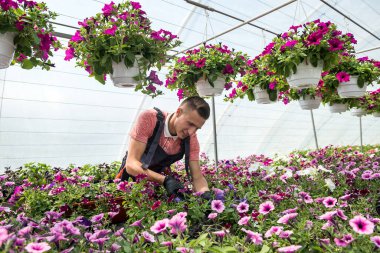 Erkek bahçıvan serada çiçeklerle uğraşırken bitkilerle ilgileniyor. Yaşam biçimi