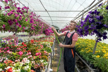 Erkek çiçekçi her gün serasında renkli çiçekler suluyor. Bitkilerle ilgilenme kavramı