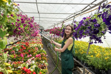 Sera işçisi, serasında apron sulama bitkilerinde çalışıyor. Güzellik yaratan her gün sıkı çalışma