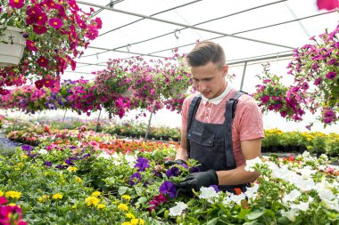 Çiçeklerle dolu güneşli bir portakalda çalışan adam endüstriyel seradaki bitkilerin durumunu kontrol ediyor.