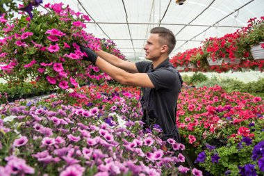 Çiçeklerle dolu güneşli bir portakalda çalışan adam endüstriyel seradaki bitkilerin durumunu kontrol ediyor.