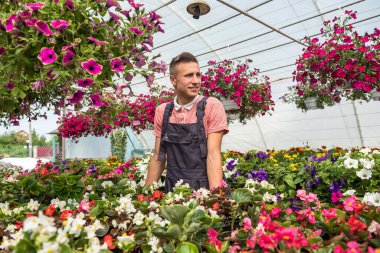Erkek bahçıvan üniforması giyiyor. Dekoratif çiçeklerle çalışıyor. Endüstriyel bir serada saksıda çalışıyor.