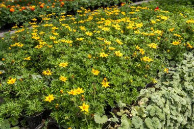 Üretim ve tarım modern serada raflardaki saksıda farklı çiçekler