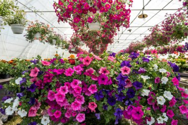 Bir seranın içinde büyüyen çiçekler, bir çocuk yuvasında. Bitkilerle ilgilen.