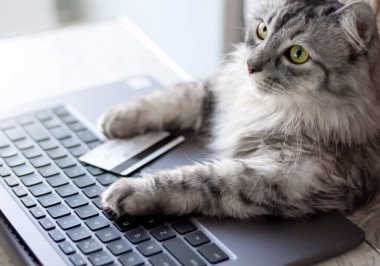 Evden online alışveriş. Dizüstü bilgisayara bakan gri kedi. Pençeler klavyede, yanında bir kredi kartı var. Yaşam tarzı, evde kal. Evcil hayvanlar teknolojiyi kullanır. Evcil bir kedi internetten yemek sipariş eder..
