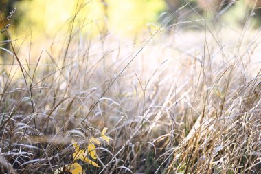 Doğal arka plan. Yazın veya sonbaharın başında çayırda kuru çimenler. Güneşli bir gün. Yumuşak odak, yüzeysel alan derinliği.