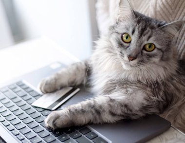 Evden online alışveriş. Gri bir kedi dizüstü bilgisayarın başında oturur ve kameraya ciddi ciddi bakar. Pençeler klavyede, yanında bir kredi kartı var. Evcil bir kedi internetten yemek sipariş eder..