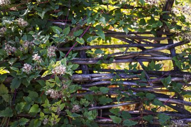 Doğal malzemelerden yapılmış, eski bir Ukrayna çiti. Hasır dallardan yapılmış, el yapımı. Çitin üzerinde yabani tırmanma bitkileri ve çiçekler var..