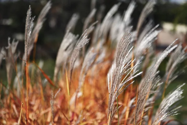 Естественное Растительное Происхождение Белые Пушистые Колючки Травы Качается Ветру Солнечный — стоковое фото