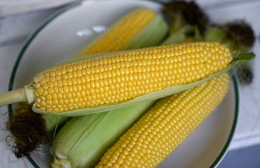 Masada gözlüklü üzgün kedi oturuyor. Masanın üzerinde boş bir defter ve bir kalem var. İnsan olarak hayvan kavramı. Kedi masada oturuyor..