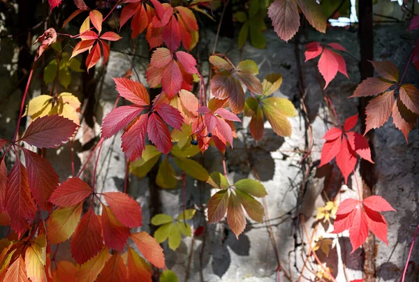 Осенний Фон Яркие Листья Дикого Винограда Серой Бетонной Стене Осенние — стоковое фото