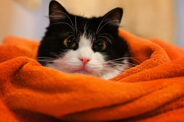 Kedi sıcak turuncu bir battaniyeye sarılı. Siyah beyaz kedi kameraya bakıyor. Yaklaş, sadece baş kısmı battaniyenin altından dışarı bakıyor. Soğuk sonbahar ya da kış konsepti, ısıtma yok..