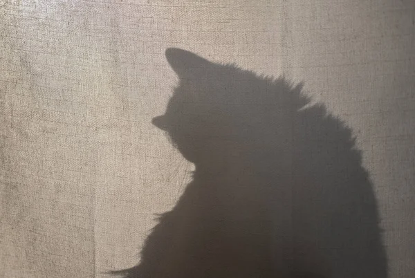 Gato Triste Com Óculos Senta Mesa Caderno Branco Uma Caneta — Fotografia de Stock