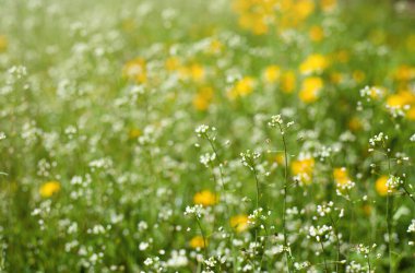 Doğal bitki geçmişi. Çiçekli otlarla dolu bir çayır. Seçici yumuşak odak, bulanık arkaplan.