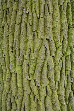 Doğal arka plan. Eski bir ağacın kabuğu, yakın plan. Yosun ile ağaç kabuğu.