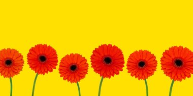 Çiçek sınırı. Sarı arka planda izole edilmiş altı turuncu gerber..