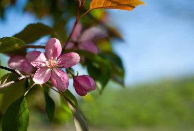 Bahar çiçeği arka planı. Ağaçta pembe çiçekler var. Apple çiçeği yakın plan, metin için boş alan.