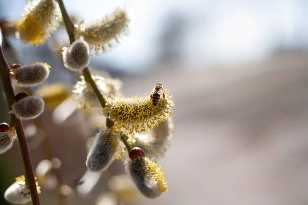 Early Spring Willow Branches Buds Bee Collects Nectar Blossoming Willow — Foto de Stock