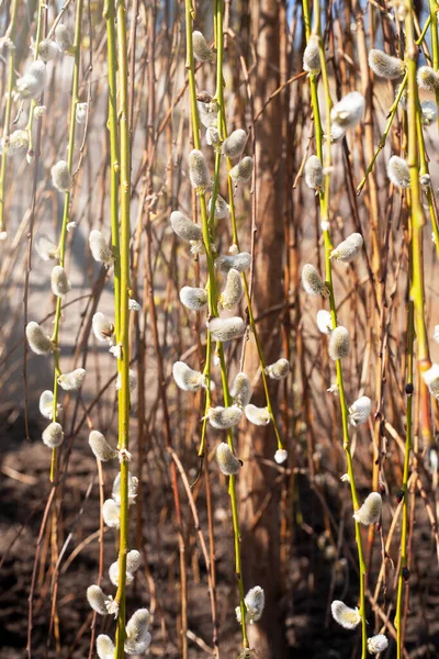 Decorative Willow Early Spring Willow Branches Buds Pussy Willow Branches — Foto de Stock