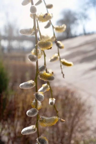 Early Spring Willow Branches Buds Flowering Pussy Willow Branches Blurred — Foto de Stock