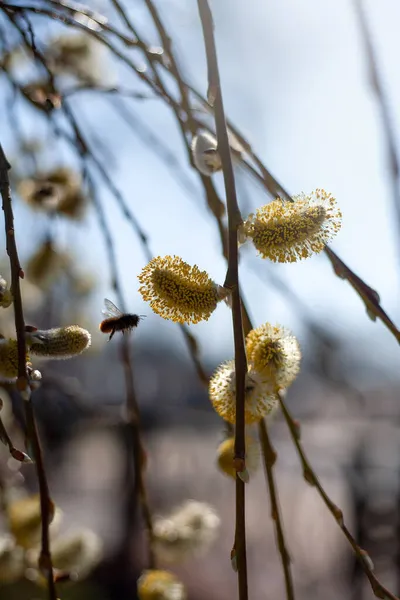 Blooming Willow Early Spring Willow Branches Buds Flowering Pussy Willow — Foto de Stock