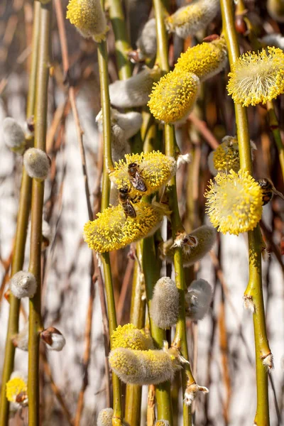 Early Spring Willow Branches Buds Two Bees Collects Nectar Blossoming — Foto de Stock