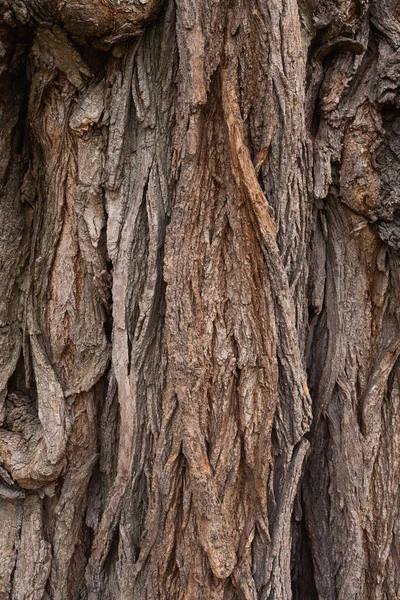 Естественный Фон Кора Старого Дерева Крупным Планом Корковая Текстура — стоковое фото