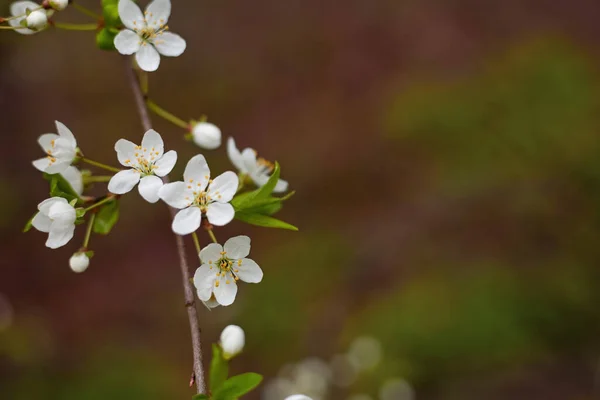 Fondo Floral Floreciente Rama Cerezo Fondo Borroso Espacio Libre Para — Foto de Stock