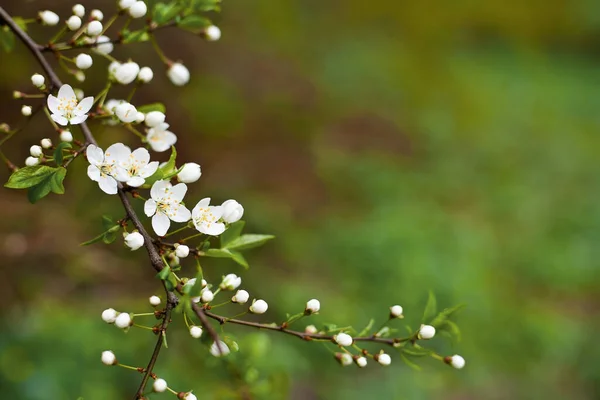 Fondo Floral Floreciente Rama Cerezo Fondo Borroso Verde Espacio Libre — Foto de Stock