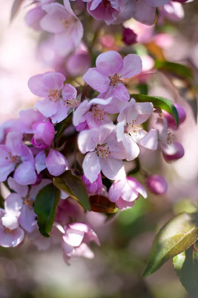 Fondo Flores Primavera Primer Plano Flor Manzana Una Rama Manzano — Foto de Stock