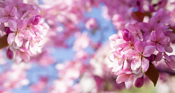 Весняний Квітучий Фон Банер Гілка Квітучої Яблуні Багато Рожевих Квітів — стокове фото