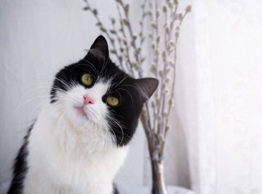 Evcil siyah beyaz bir kedi portresi, yakın plan.