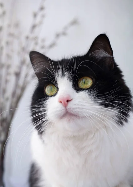 Portrait Domestic Black White Cat Close Cat Sits Windowsill Looks — Stock Photo, Image