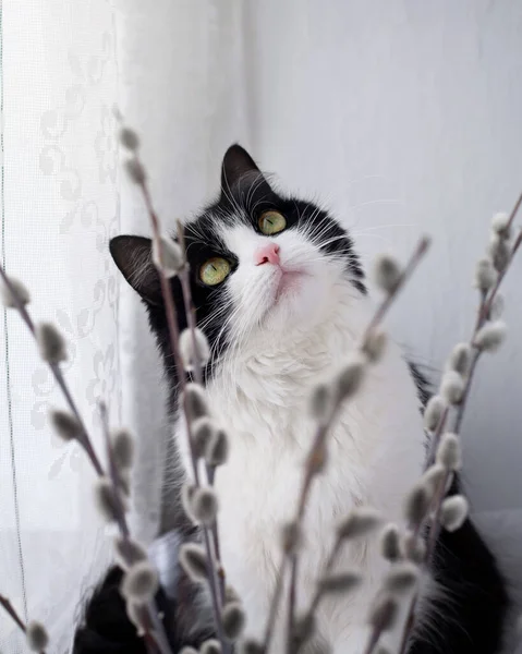 Portrait Domestic Black White Cat Close Cat Looks Interest Willow — Stock Photo, Image