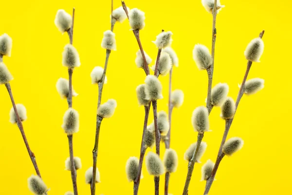 Philadelphia suşisi taze çiğ somon, krem peynir ve avokado ile yapılır. Teslimat için plastik bir konteynırda yuvarlanıyor. Lezzetli sağlıklı yemek..