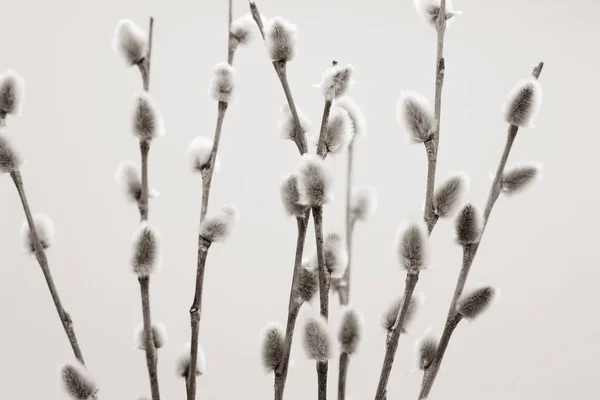 Philadelphia suşisi taze çiğ somon, krem peynir ve avokado ile yapılır. Teslimat için plastik bir konteynırda yuvarlanıyor. Lezzetli sağlıklı yemek..