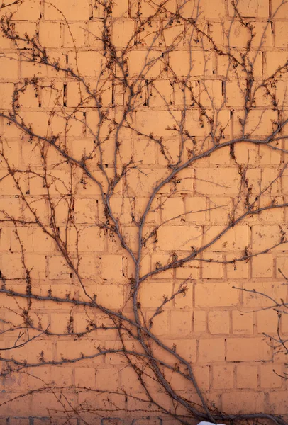Dzikie Winogrona Bez Liści Ceglanej Ścianie Instalacja Wspinaczkowa — Zdjęcie stockowe