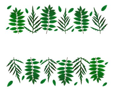 Beyaz arka planda yeşil yapraklı çerçeve. Ortadaki metin için boş alan. Tasarım, davetiyeler, kartlar için. Yapraklar gerçek. Bitki özü..