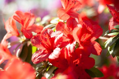 Açelya çiçekleri (Rhododendron Hinodegiri). Güzel, parlak açelya çiçekleri. Çiçek arkaplan. Sığ alan derinliği ve seçici odaklanma ile çekilen çekim. 