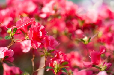 Açelya çiçekleri (Rhododendron Hinodegiri). Pembe arka planda güzel, parlak açelya çiçekleri. Çiçek arkaplan. Sığ alan derinliği ve seçici odaklanma ile çekilen çekim.  