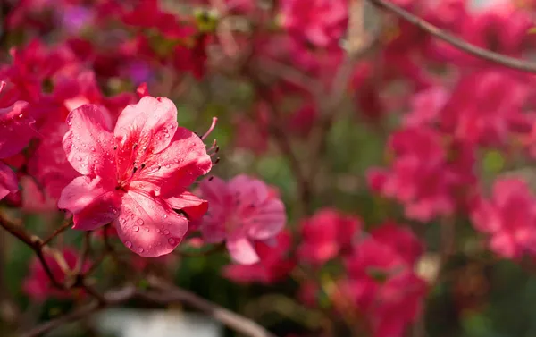 Kvetoucí Růžové Azalky Květiny Zblízka Rhododendron Hinodegiri Krásné Jasné Azalky — Stock fotografie