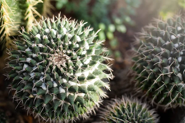 Rodada Verde Cactus Mammillaria Roseoalba Fundo Natural Textura Cacto Close — Fotografia de Stock
