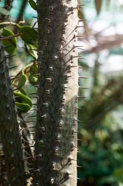 Tropik bitkiler. Alluaudia procera (Madagaskar ocotillo), dikenli dikenli bir çalı. Olağandışı şekilli bir kaktüse yakından bakın. Madagaskar 'dan sulu bir kaktüs..
